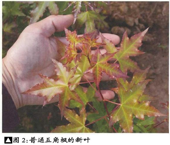 枫树盆景桩材怎么繁殖