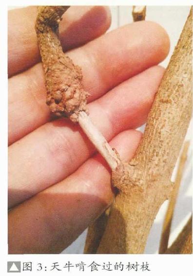 枫树盆景桩材怎么繁殖