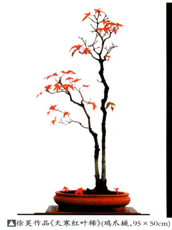 枫树盆景怎么造型创作的方法