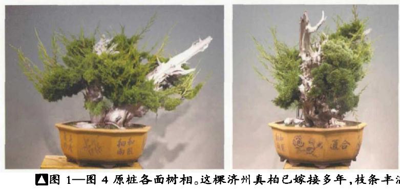 图解 双干真柏盆景怎么创作的方法