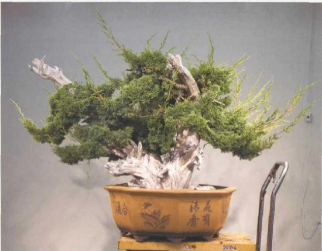 图解 双干真柏盆景怎么创作的方法