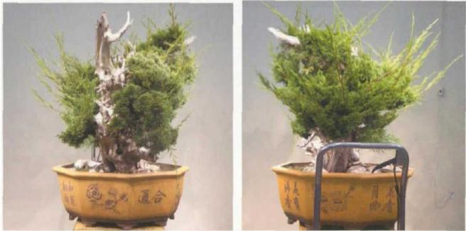 图解 双干真柏盆景怎么创作的方法