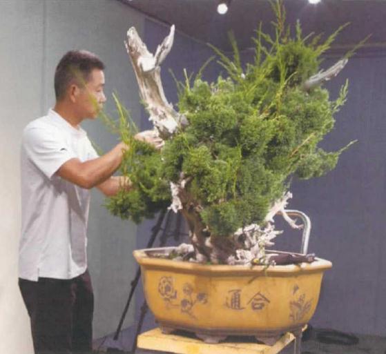 图解 双干真柏盆景怎么创作的方法