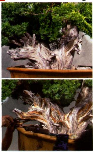 图解 双干真柏盆景怎么创作的方法