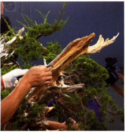 图解 双干真柏盆景怎么创作的方法