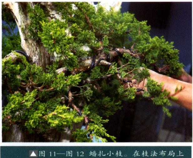 图解 双干真柏盆景怎么创作的方法