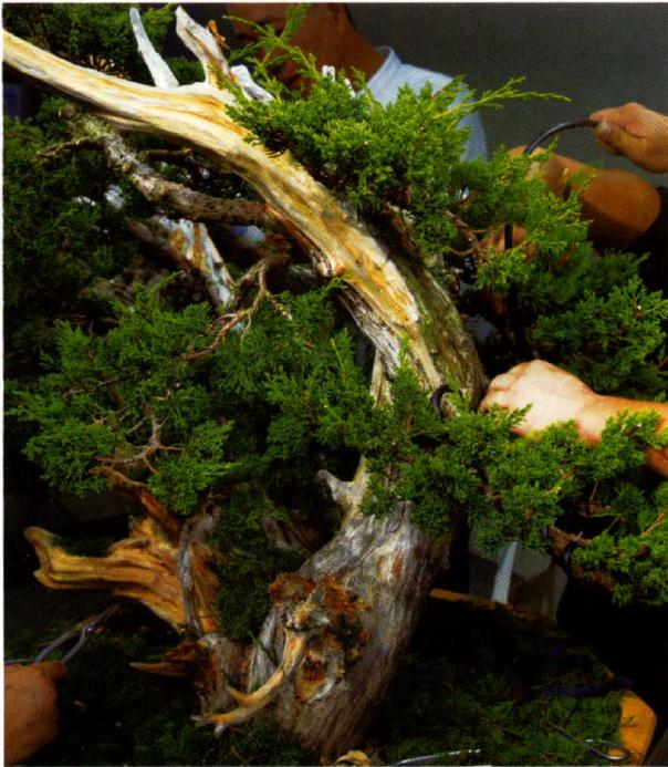 图解 双干真柏盆景怎么创作的方法