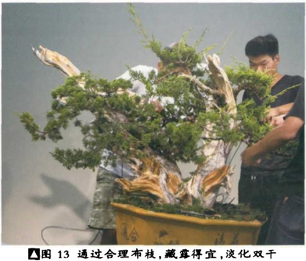 图解 双干真柏盆景怎么创作的方法