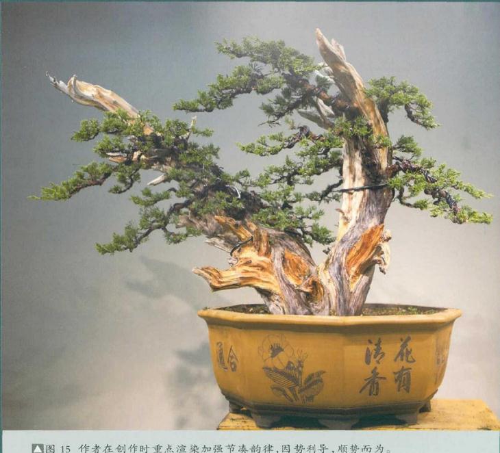 图解 双干真柏盆景怎么创作的方法