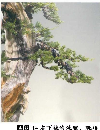 图解 双干真柏盆景怎么创作的方法