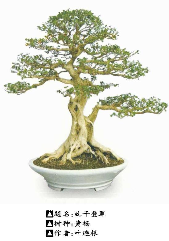 上海盆景协会第七届年展