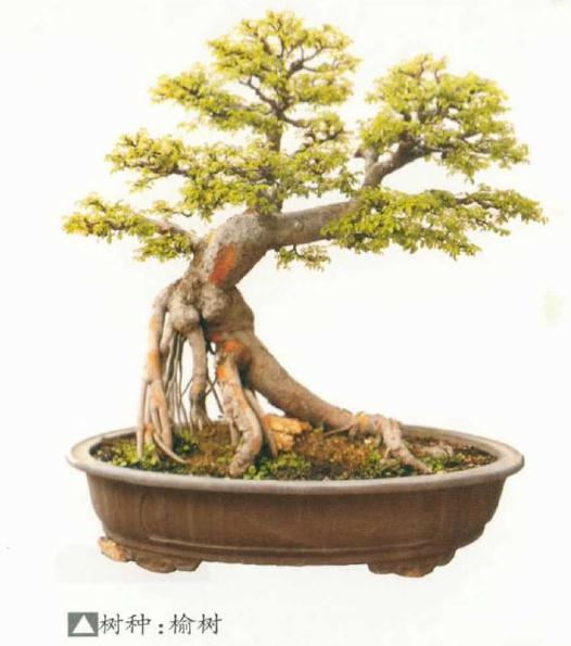 赵雪贤盆景欣赏 图片