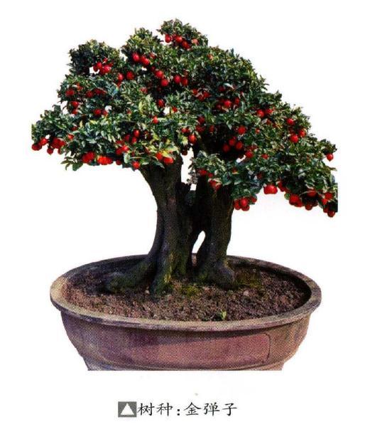 赵雪贤盆景欣赏 图片