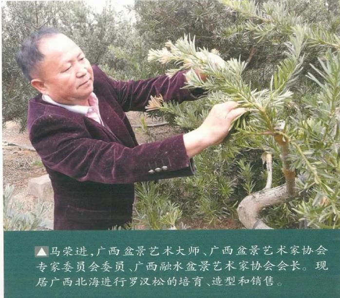 马荣进的北海罗汉松盆景共种了多少亩