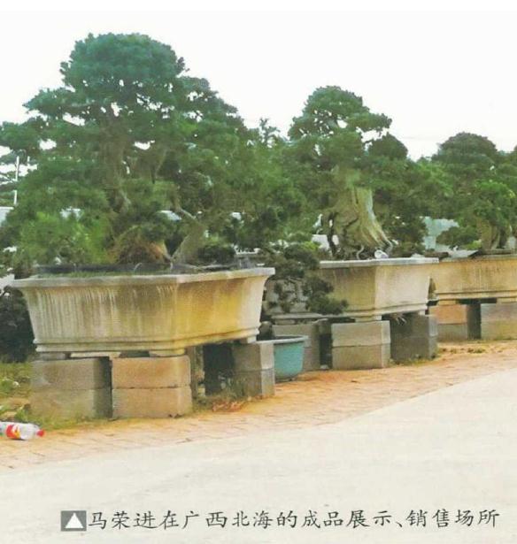 马荣进的北海罗汉松盆景共种了多少亩
