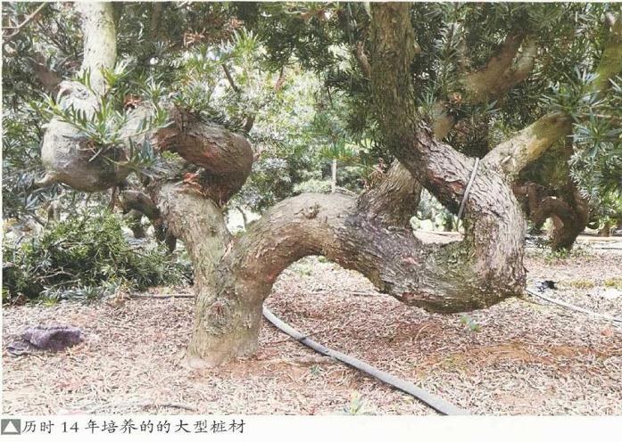 北海罗汉松盆景怎么拿弯的方法