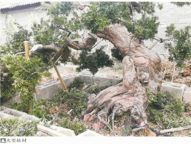 北海罗汉松盆景到底哪段弯要留长