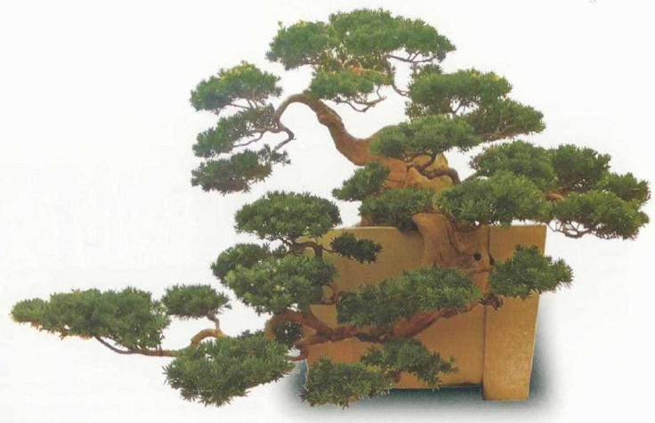 罗汉松的苗培桩与山采桩有什么区别