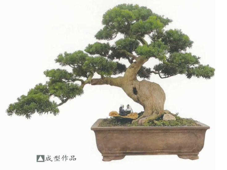 罗汉松盆景与庭院树的拿弯有什么差异