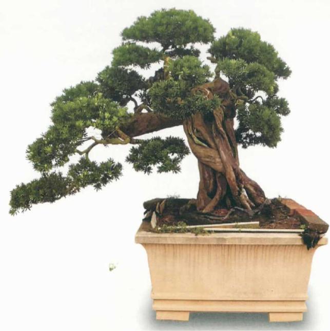 苗培弯树罗汉松对盆景的发展有什么意义