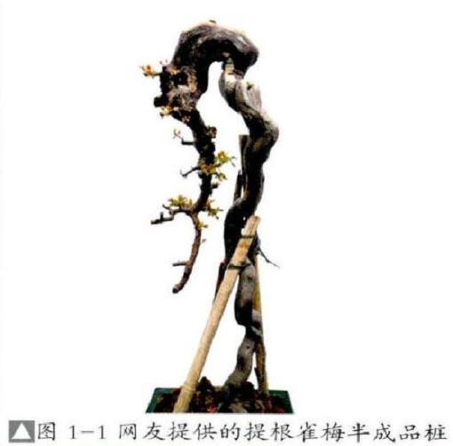 图解 提根式盆景怎么制作的方法