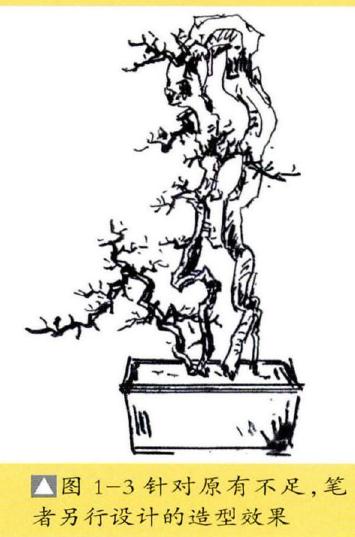 图解 提根式盆景怎么制作的方法