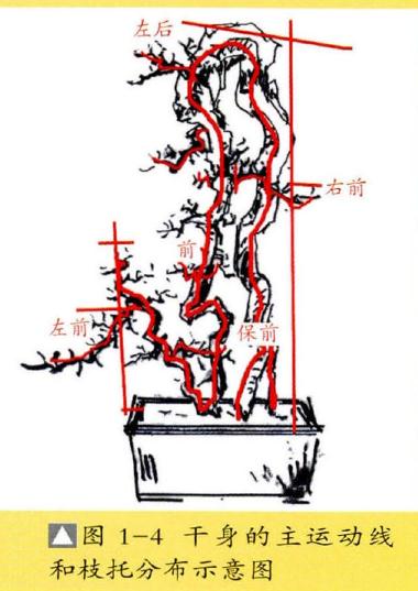 图解 提根式盆景怎么制作的方法