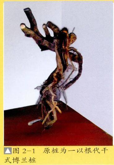 图解 提根式盆景怎么制作的方法