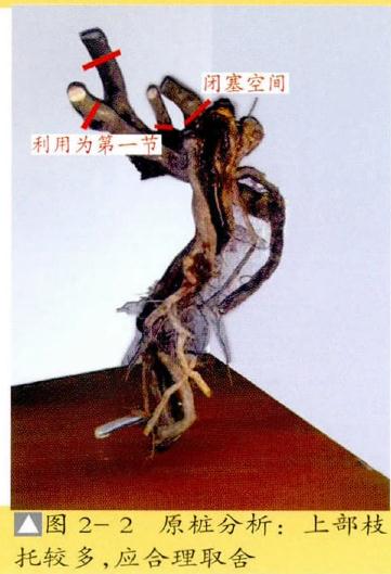 图解 提根式盆景怎么制作的方法