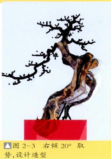 图解 提根式盆景怎么制作的方法