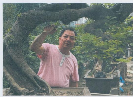 黑骨香盆景怎么移植上盆的方法