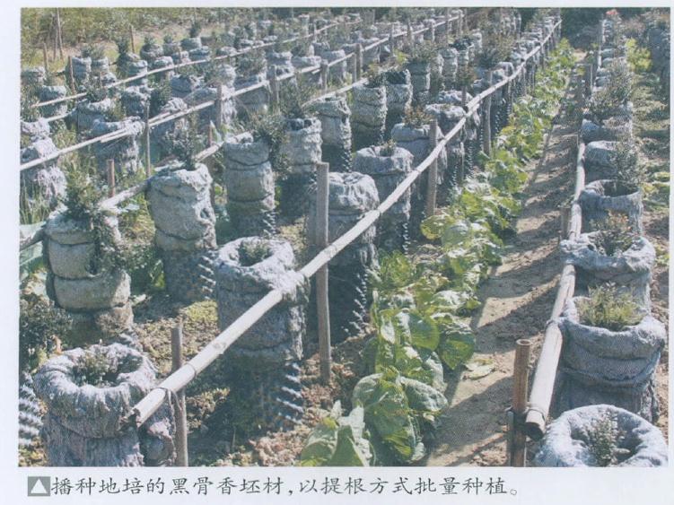 黑骨香盆景怎么移植上盆的方法