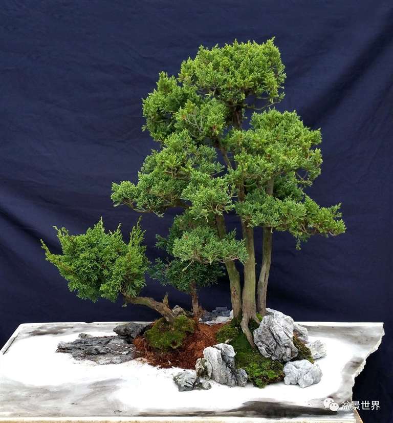 图解 景石的布点是水旱盆景制作的方法