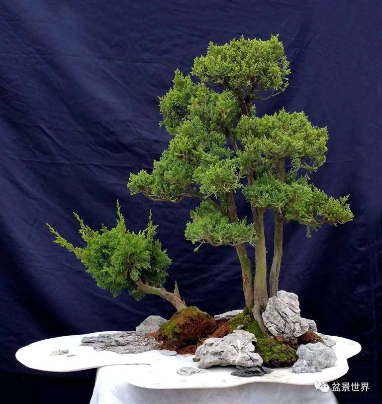 图解 景石的布点是水旱盆景制作的方法