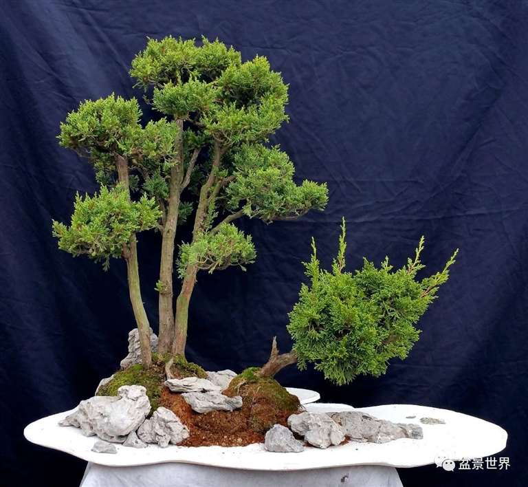 图解 景石的布点是水旱盆景制作的方法