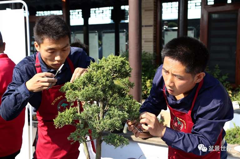 图解 景石的布点是水旱盆景制作的方法