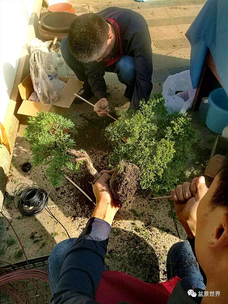 图解 景石的布点是水旱盆景制作的方法