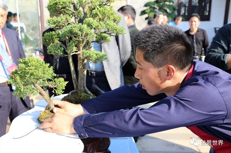 图解 景石的布点是水旱盆景制作的方法