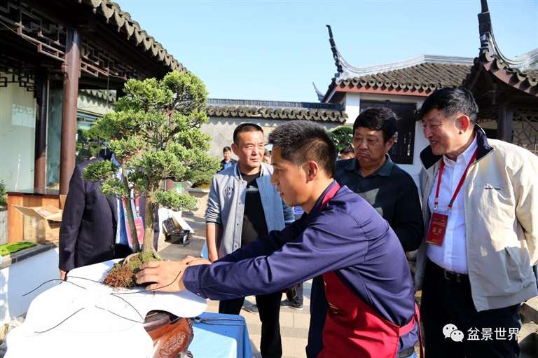 图解 景石的布点是水旱盆景制作的方法