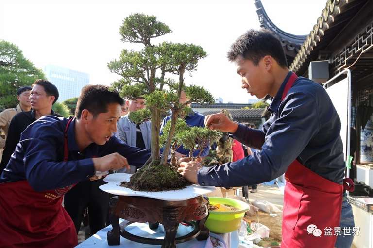 图解 景石的布点是水旱盆景制作的方法