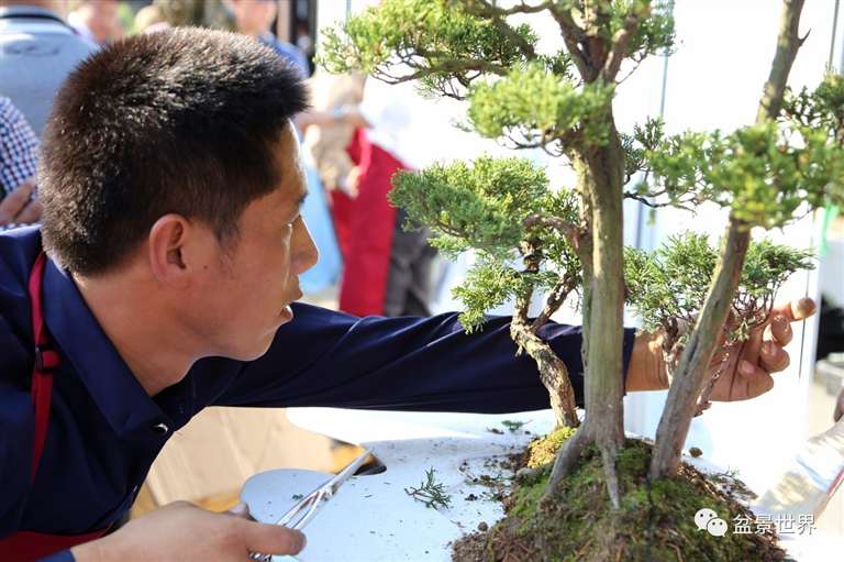 图解 景石的布点是水旱盆景制作的方法