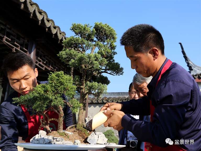 图解 景石的布点是水旱盆景制作的方法