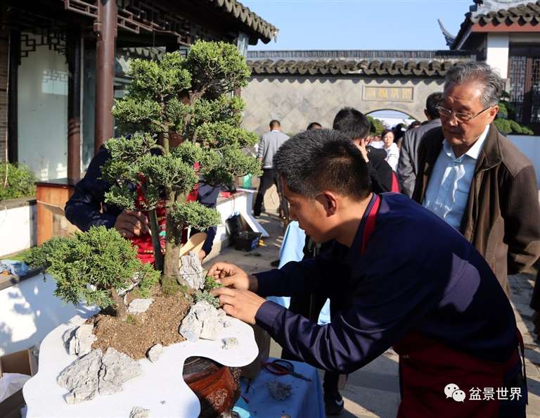 图解 景石的布点是水旱盆景制作的方法