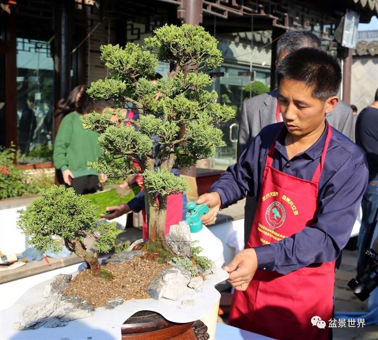 图解 景石的布点是水旱盆景制作的方法