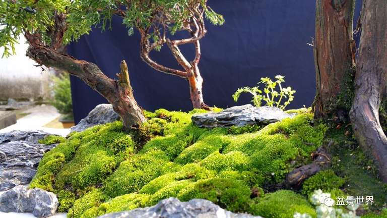 图解 景石的布点是水旱盆景制作的方法