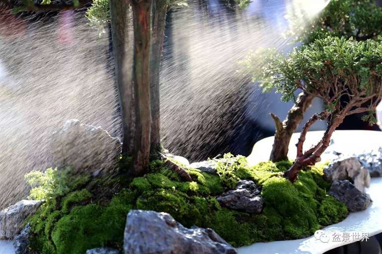图解 景石的布点是水旱盆景制作的方法