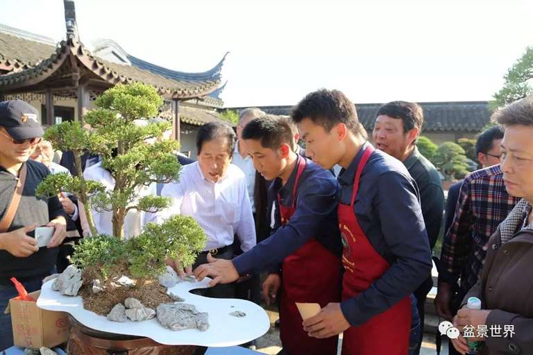 图解 景石的布点是水旱盆景制作的方法