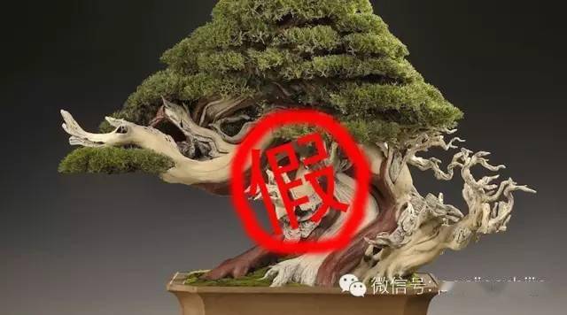 图解 揭秘真柏盆景怎么造假的过程