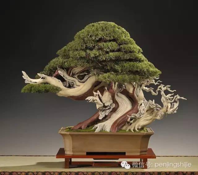 图解 揭秘真柏盆景怎么造假的过程