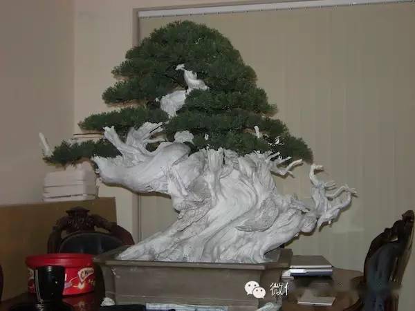 图解 揭秘真柏盆景怎么造假的过程